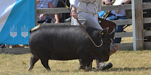 GYS 2026
