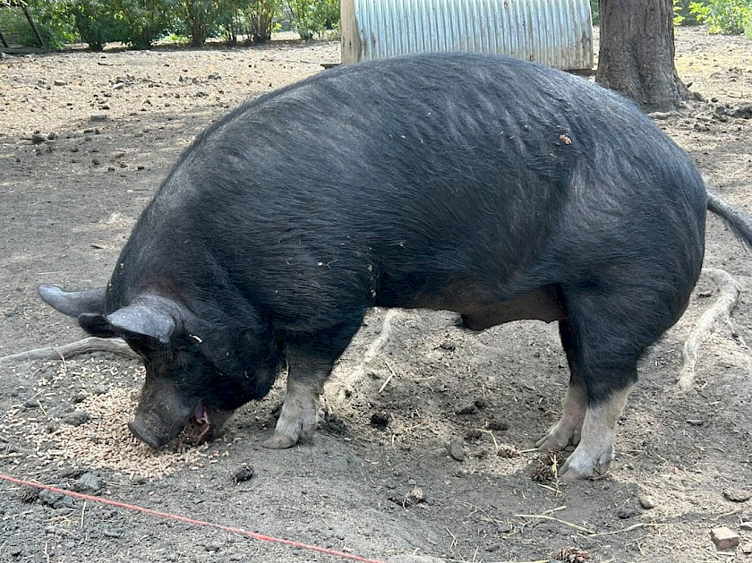Berkshire conservation in action