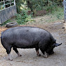 Berkshire conservation in action